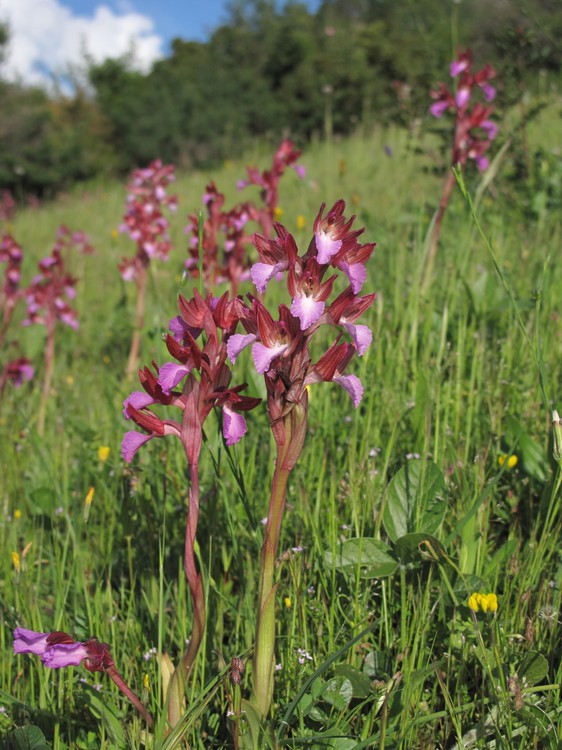 Anacamptis papilionacea